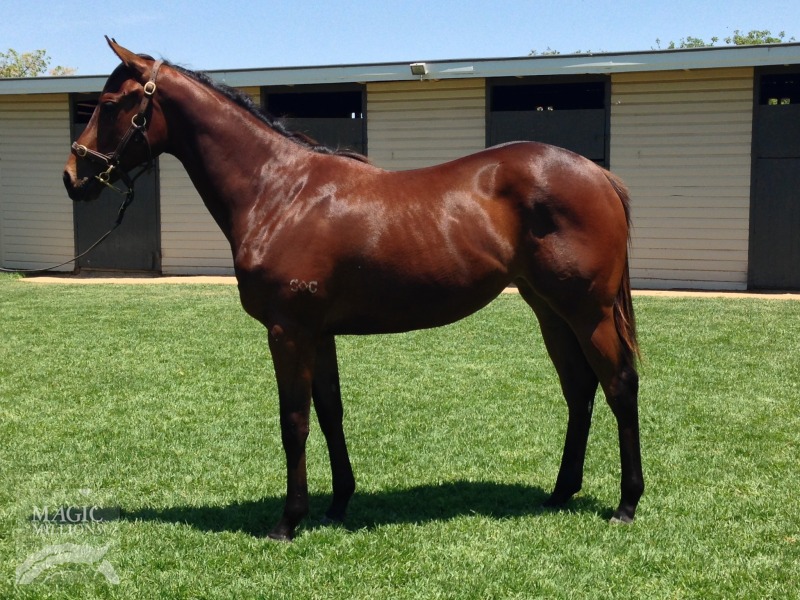 All American (AUS) / Gentle Spirit (AUS) - photo 1