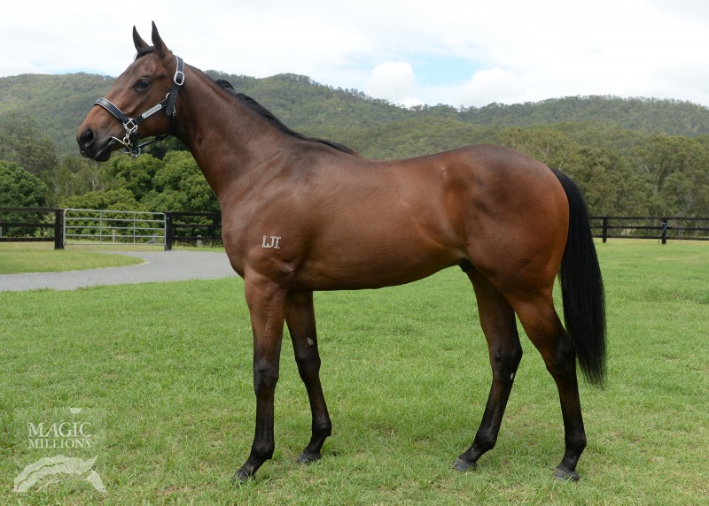 All American (AUS) / Gibraltar Moon (AUS) - photo 1