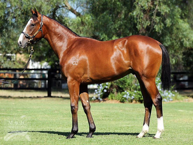 Zoffany (IRE) / Goddess Of Wisdom (USA) - photo 1