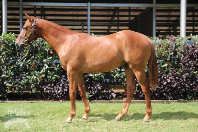 Husson (ARG) / Greenmount Belle (AUS) - photo 1