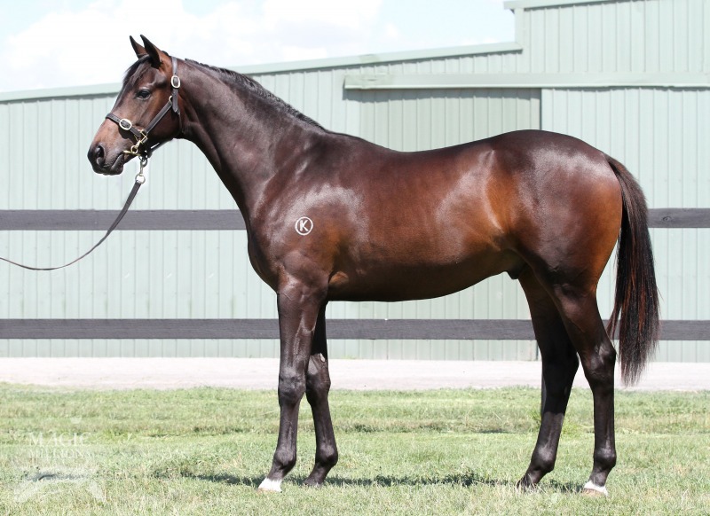 Skilled (AUS) / Greimota (AUS) - photo 1