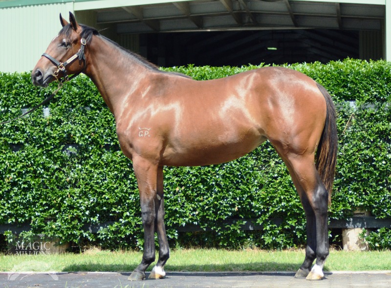 Real Saga (AUS) / Heartbreak (AUS) - photo 1