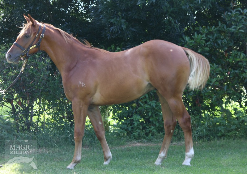 Star Witness (AUS) / High Aspirations (AUS) - photo 1