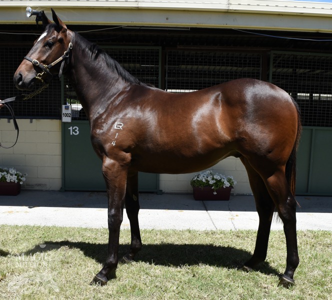 Master Of Design (AUS) / Homegrown (AUS) - photo 1