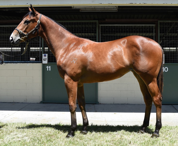 Golden Archer (AUS) / I'm A Smarty Pants (AUS) - photo 1