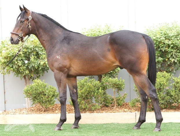 Denman (AUS) / Iltizaam (AUS) - photo 1