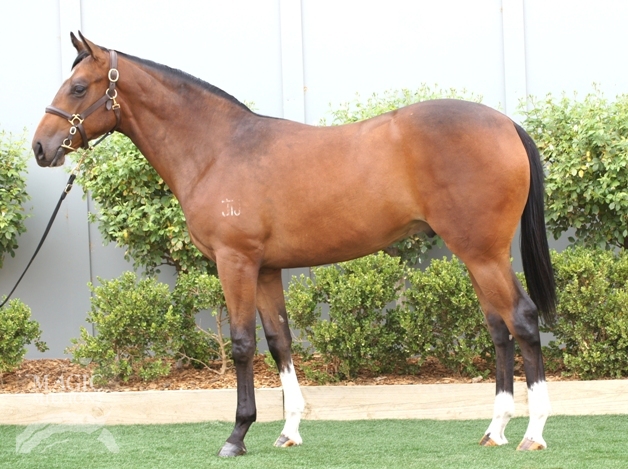 Bullet Train (GB) / In The Neaux (AUS) - photo 1