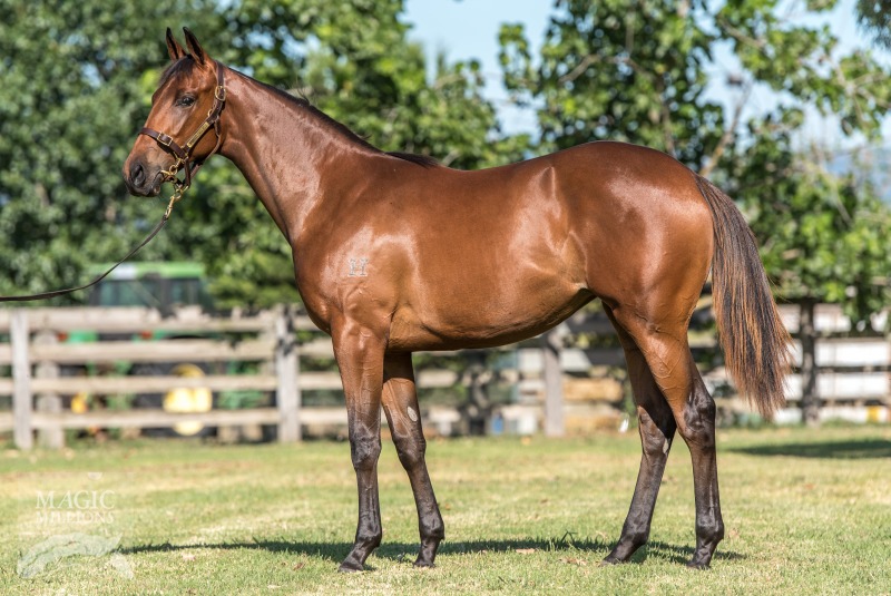 I Am Invincible (AUS) / Isadora (AUS) - photo 1