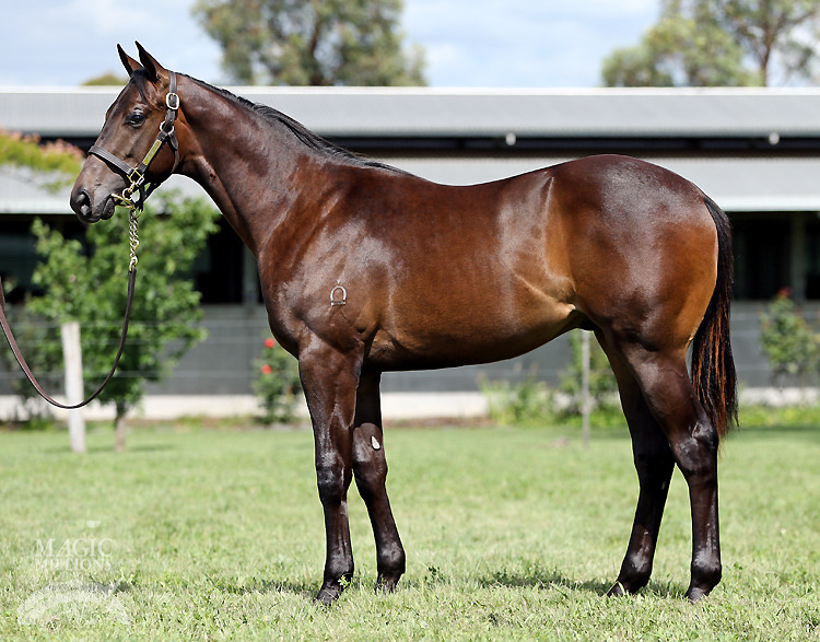 Poet's Voice (GB) / Iwannabelucky (AUS) - photo 1