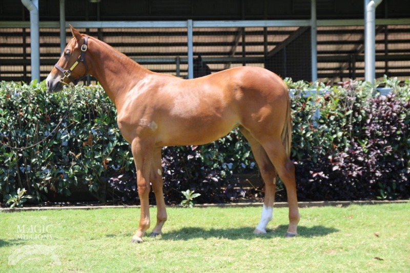 Choisir (AUS) / Joey Jo Jo (AUS) - photo 1