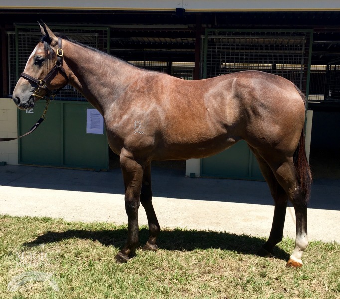 Bradbury's Luck (AUS) / Tides Of Fun (AUS) - photo 1