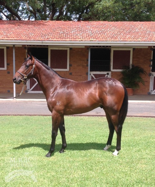 Immovable Option (IRE) / We Lease Woddawick (AUS) - photo 1