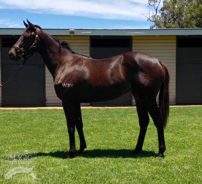 Drumbeats (AUS) / Allamiss (AUS) - photo 1