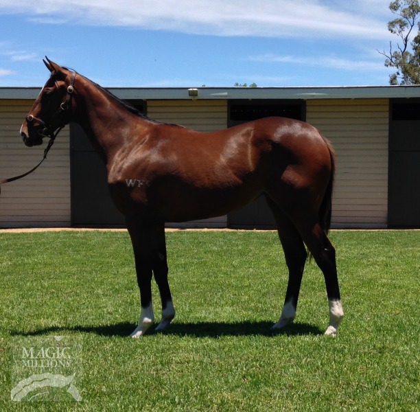 Drumbeats (AUS) / Beach Lady (NZ) - photo 1