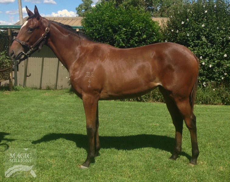 Lope De Vega (IRE) / Brazeeliana (AUS) - photo 1