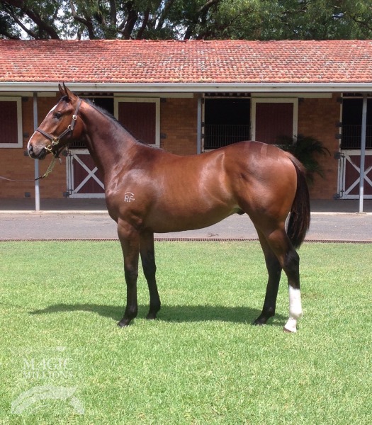 Immovable Option (IRE) / Canny Cait (AUS) - photo 1