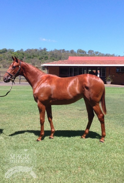 Magic Albert (AUS) / Cross Dresser (NZ) - photo 1