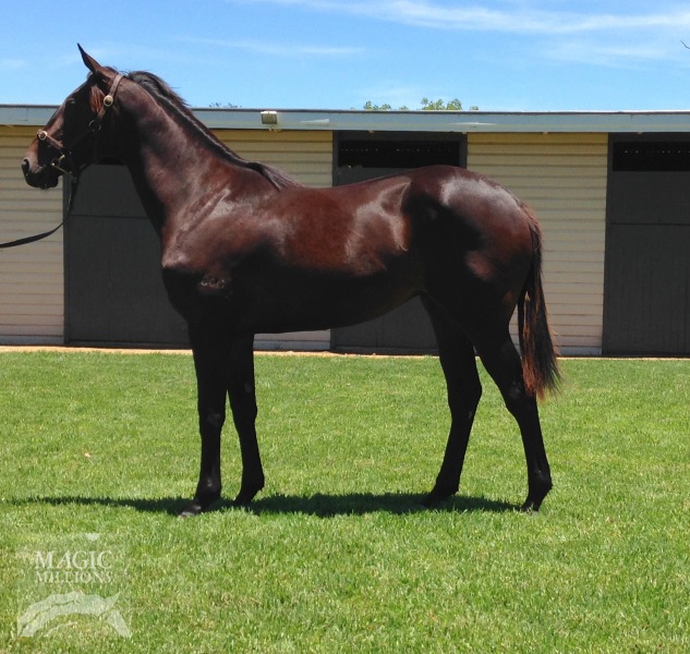 Sidereus (AUS) / Danish Ballerina (AUS) - photo 1