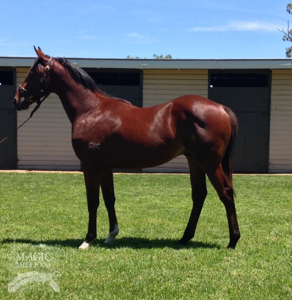 Sidereus (AUS) / Darmala (NZ) - photo 1