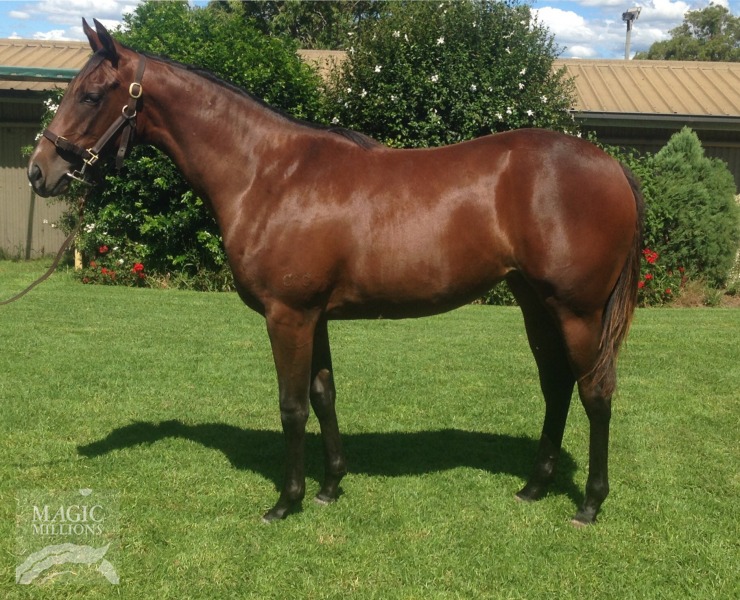 Sidereus (AUS) / Jacqui Em (AUS) - photo 1