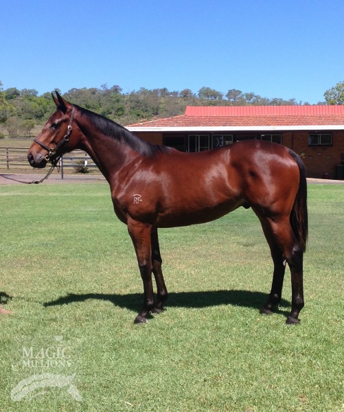 Big Brown (USA) / Kodachrome (AUS) - photo 1