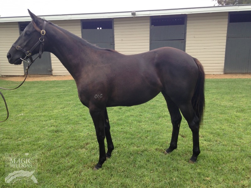 Sidereus (AUS) / Memorising (AUS) - photo 1