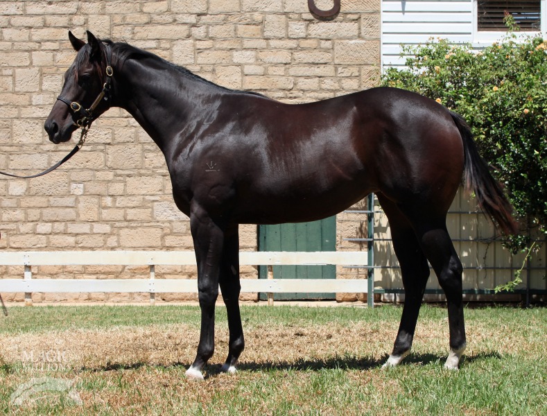 Sequalo (AUS) / Avenel (AUS) - photo 1