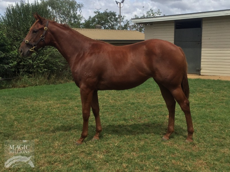 Sidereus (AUS) / Bridal Gift (AUS) - photo 1