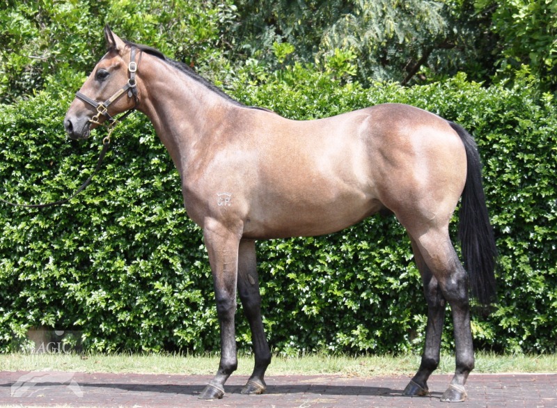 Bradbury's Luck (AUS) / Country Kiss (AUS) - photo 1