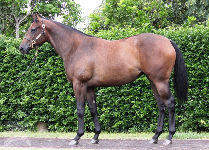 Bradbury's Luck (AUS) / Detroit Daisy (AUS) - photo 1