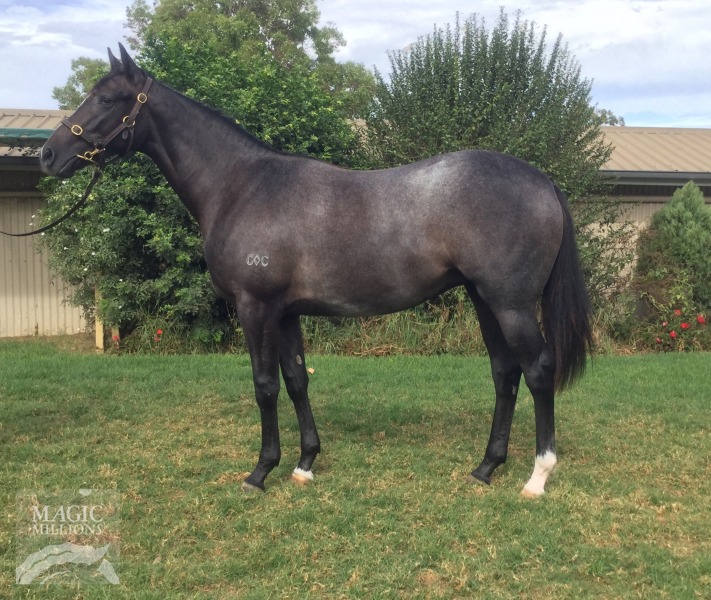 Captain Sonador (AUS) / Everybodys Talking (AUS) - photo 1