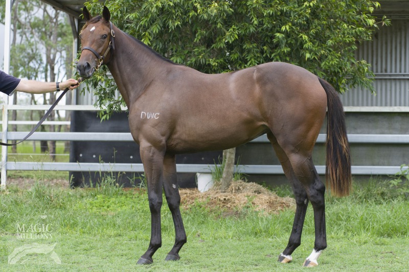 Red Element (AUS) / Faenza (AUS) - photo 1