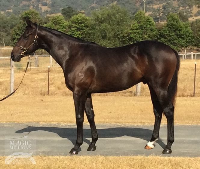 Sidereus (AUS) / Fashion Sister (AUS) - photo 1