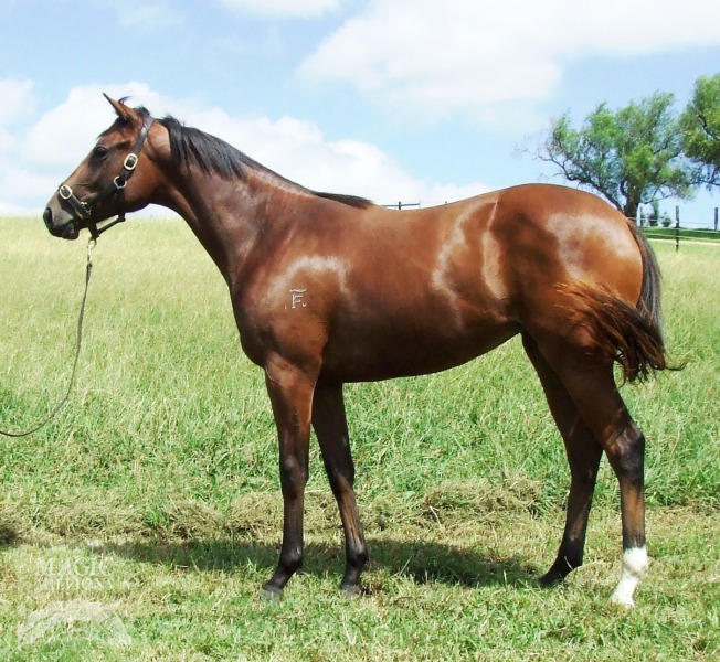 Real Saga (AUS) / Galena Lodge (AUS) - photo 1