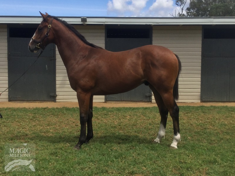 Red Dazzler (AUS) / Hawaiian Pearls (AUS) - photo 1