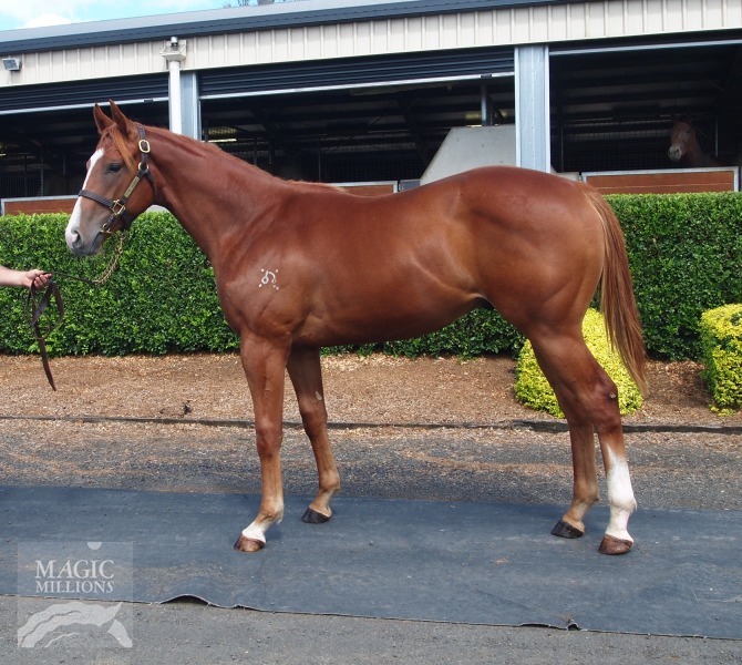 Mossman (AUS) / Hearts Will (AUS) - photo 1