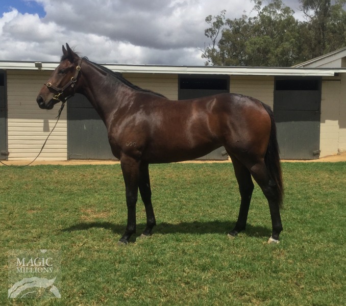 Sidereus (AUS) / I Like Red (AUS) - photo 1