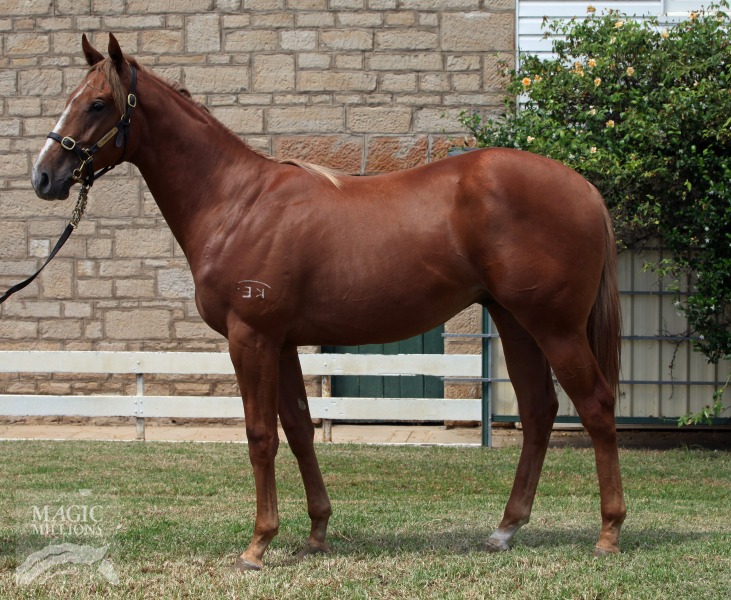 Sequalo (AUS) / Jet Star Girl (AUS) - photo 1