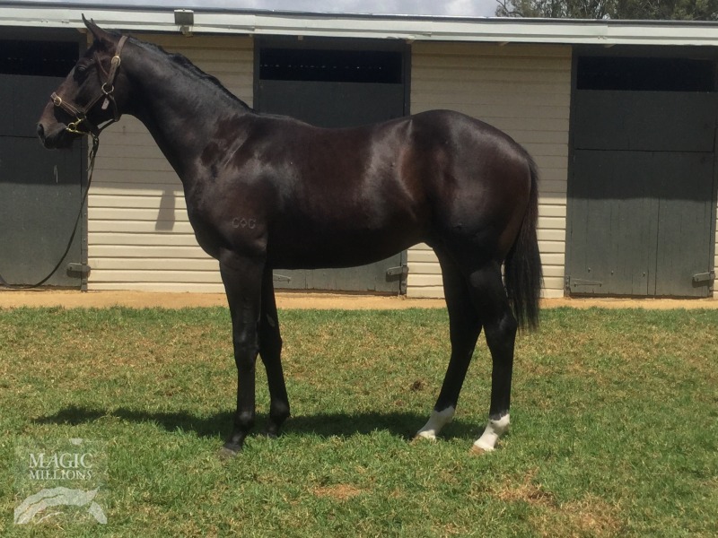 Americain (USA) / Koranovsky (AUS) - photo 1