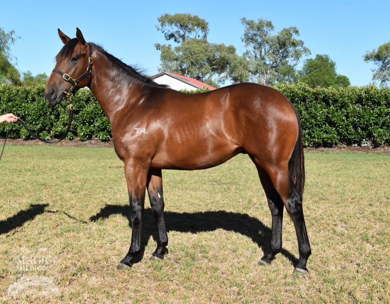 Real Saga (AUS) / Kota (USA) - photo 1