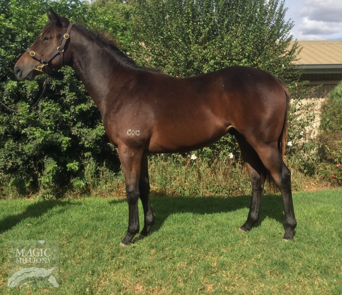 Red Dazzler (AUS) / More Than Sharp (AUS) - photo 1