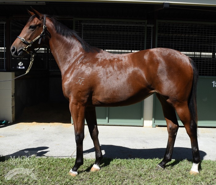 Golden Archer (AUS) / Vital (AUS) - photo 1