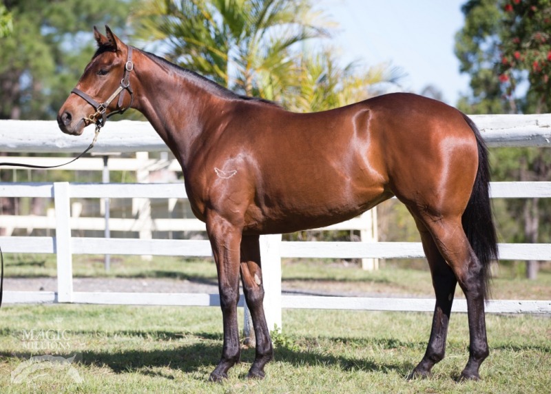 Bernardini (USA) / Carlton Show (AUS) - photo 1