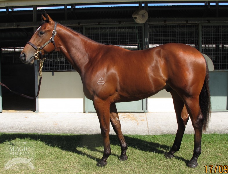 All American (AUS) / Catalina Winemixer (AUS) - photo 1