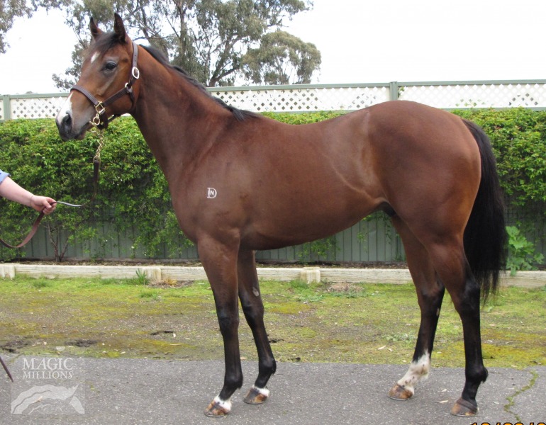 Captain Gerrard (IRE) / China Girl (IRE) - photo 1