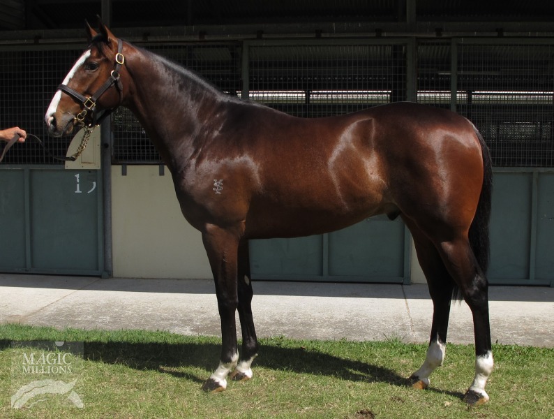 Gingerbread Man (AUS) / Rich Resource (AUS) - photo 1