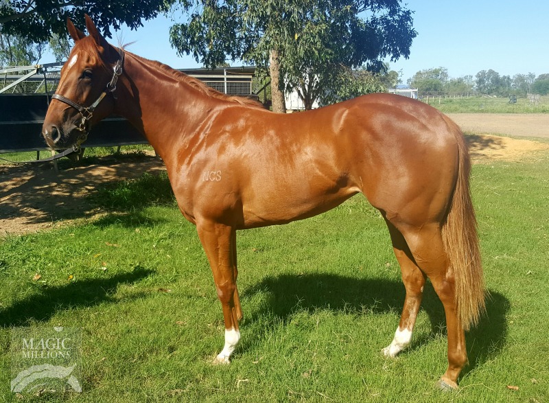 Sidereus (AUS) / Ruffled (AUS) - photo 1
