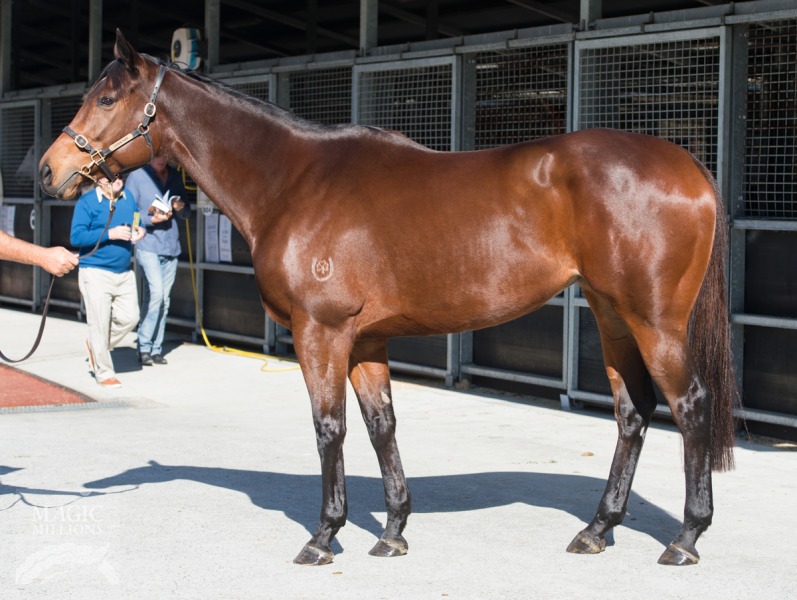 Dublin Lass (AUS) - photo 1