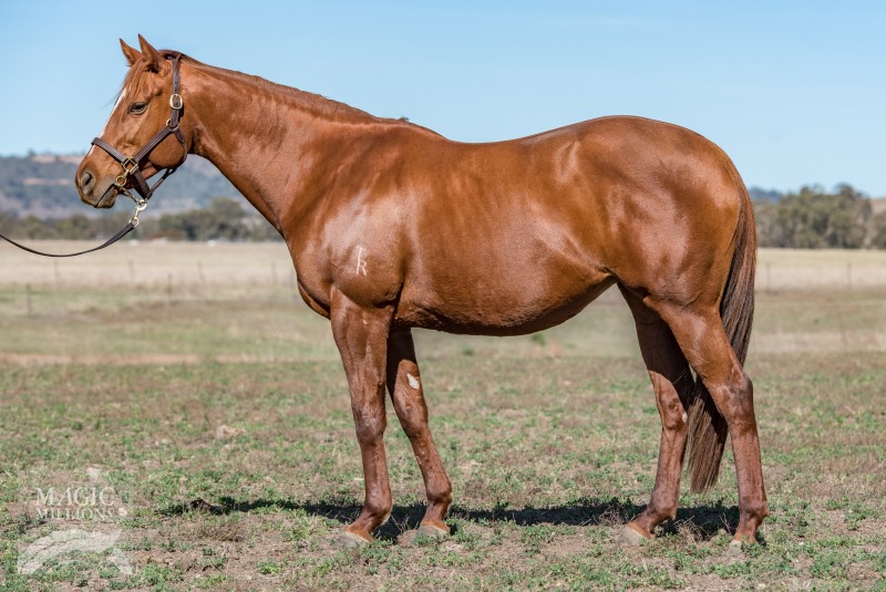 Marmi (NZ) - photo 1