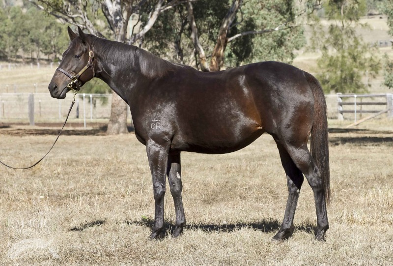 Miatoko (AUS) - photo 1